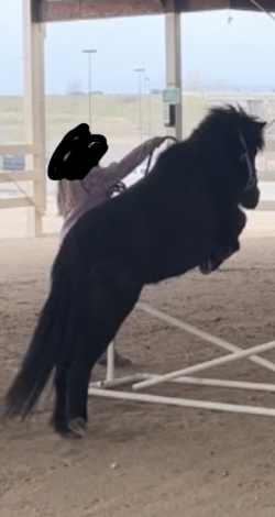 HorseID: 2312721 Coco Puff - PhotoID: 1097899