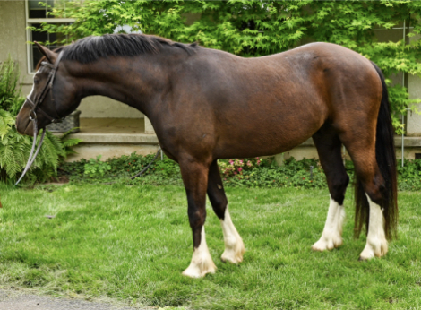 HorseID: 2312724 Eden Orchards Special Agent - PhotoID: 1097900