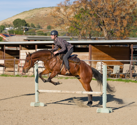 HorseID: 2312726 The Only Star I Need - PhotoID: 1097908
