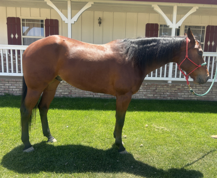 HorseID: 2312726 The Only Star I Need - PhotoID: 1097909