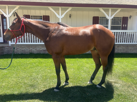 HorseID: 2312726 The Only Star I Need - PhotoID: 1097910