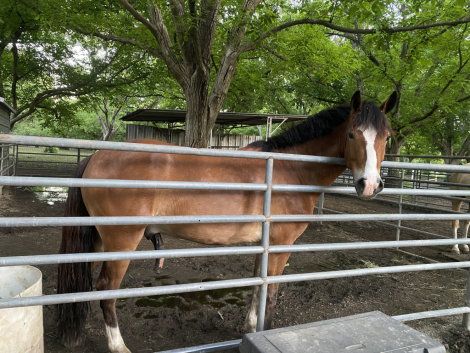 HorseID: 2312728 Clarecastle Artic Thunder - PhotoID: 1097903