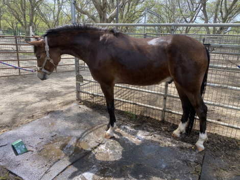 HorseID: 2312728 Clarecastle Artic Thunder - PhotoID: 1097906