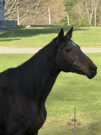 HorseID: 2312729 Ally - PhotoID: 1097911