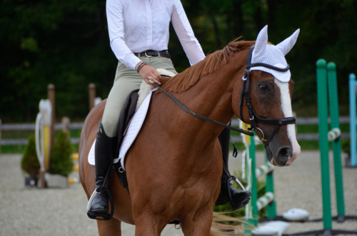 HorseID: 2312730 Odie - PhotoID: 1097912