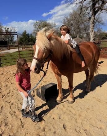 HorseID: 2312743 Nutella LDK - PhotoID: 1097948