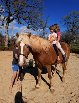 HorseID: 2312743 Nutella LDK - PhotoID: 1097949