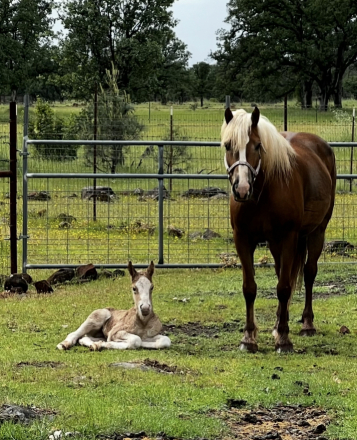 HorseID: 2312743 Nutella LDK - PhotoID: 1097950