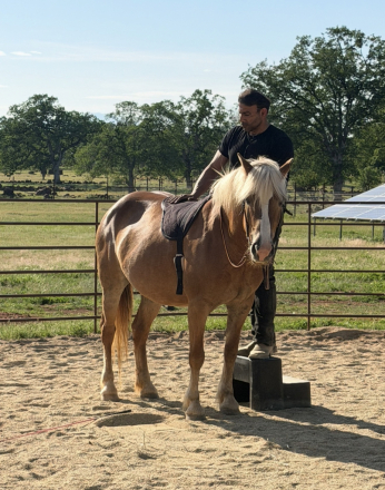HorseID: 2312743 Nutella LDK - PhotoID: 1097951