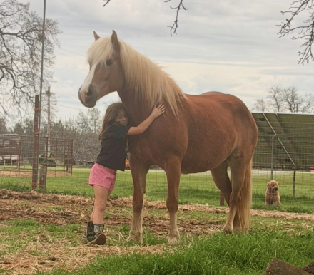 HorseID: 2312743 Nutella LDK - PhotoID: 1097953