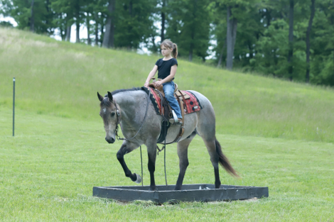 HorseID: 2312746 HR HIGH ROLLIN CAT - PhotoID: 1097934