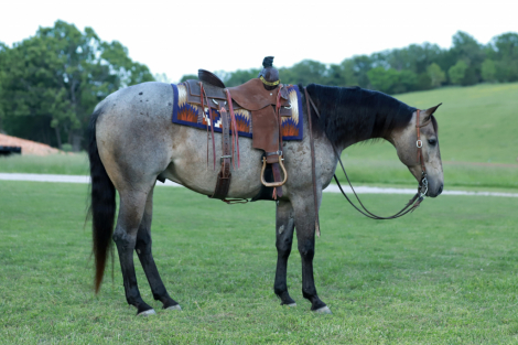 HorseID: 2312746 HR HIGH ROLLIN CAT - PhotoID: 1097935