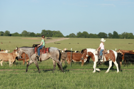 HorseID: 2312746 HR HIGH ROLLIN CAT - PhotoID: 1097936
