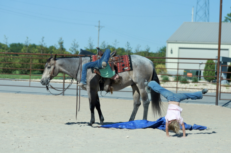 HorseID: 2312746 HR HIGH ROLLIN CAT - PhotoID: 1097937