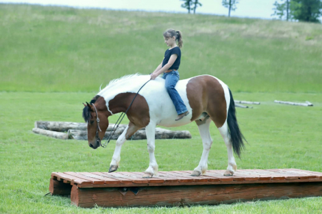 HorseID: 2312747 Rambo - PhotoID: 1097938