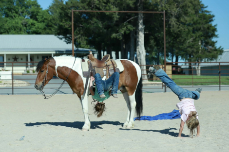 HorseID: 2312747 Rambo - PhotoID: 1097939