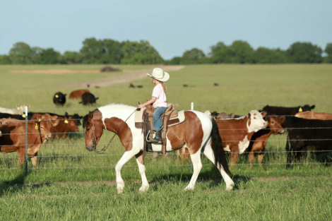 HorseID: 2312747 Rambo - PhotoID: 1097940