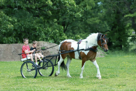 HorseID: 2312747 Rambo - PhotoID: 1097941
