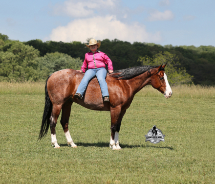 HorseID: 2312748 Ty Playing Red Sox- 2 Guarantee - PhotoID: 1098027