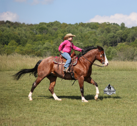 HorseID: 2312748 Ty Playing Red Sox- 2 Guarantee - PhotoID: 1098029