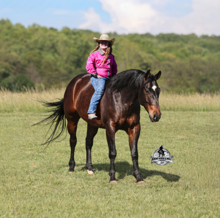 HorseID: 2312751 Revolutionary Step  Albert- 2 week Guarantee - PhotoID: 1098019