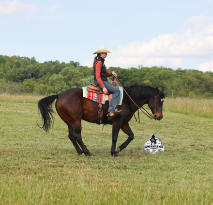 HorseID: 2312751 Revolutionary Step  Albert- 2 week Guarantee - PhotoID: 1098020
