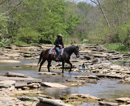 HorseID: 2312751 Revolutionary Step  Albert- 2 week Guarantee - PhotoID: 1098021