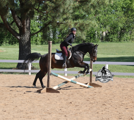 HorseID: 2312751 Revolutionary Step  Albert- 2 week Guarantee - PhotoID: 1098022