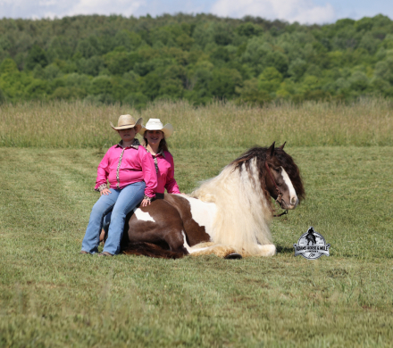 HorseID: 2312753 GDR Tumbleweeds Sheriff- 2 week Guarantee - PhotoID: 1098016
