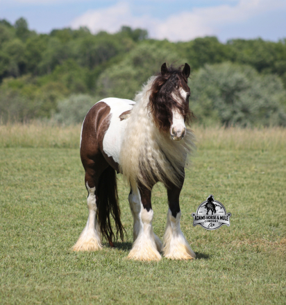 HorseID: 2312753 GDR Tumbleweeds Sheriff- 2 week Guarantee - PhotoID: 1098017