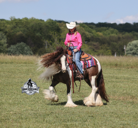 HorseID: 2312753 GDR Tumbleweeds Sheriff- 2 week Guarantee - PhotoID: 1098018