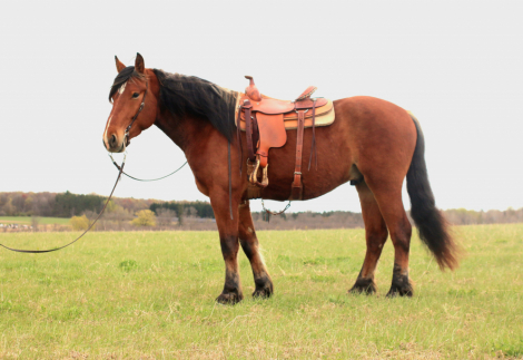 HorseID: 2312754 BGR Preacher - PhotoID: 1097943