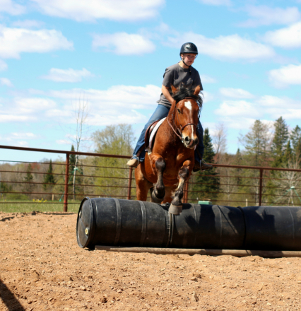 HorseID: 2312754 BGR Preacher - PhotoID: 1097944