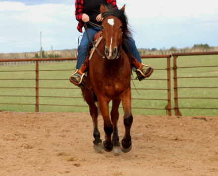 HorseID: 2312754 BGR Preacher - PhotoID: 1097945