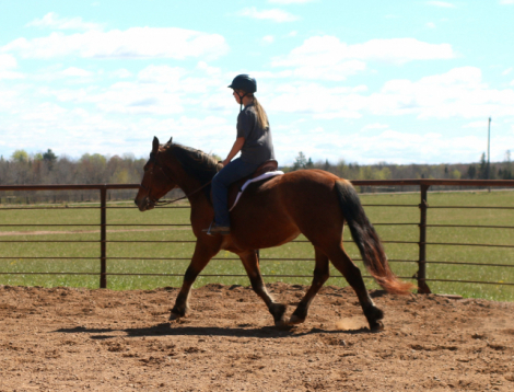 HorseID: 2312754 BGR Preacher - PhotoID: 1097946