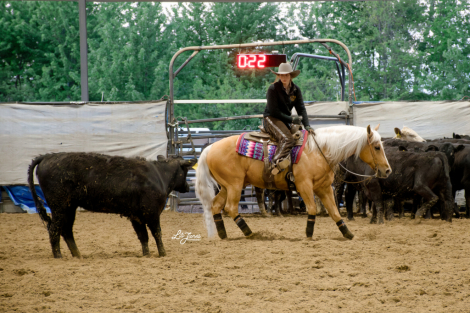 HorseID: 2312755 Crashin Badicoot-2  Week Guarantee - PhotoID: 1098012