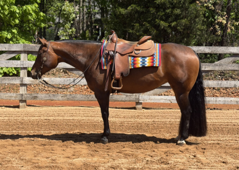 HorseID: 2312759 Along For The Ride - PhotoID: 1097956
