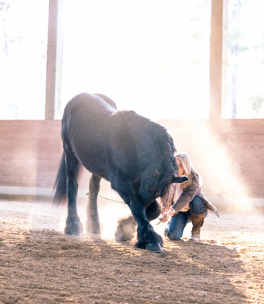 HorseID: 2312761 Baint - PhotoID: 1097958