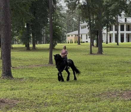 HorseID: 2312761 Baint - PhotoID: 1097960