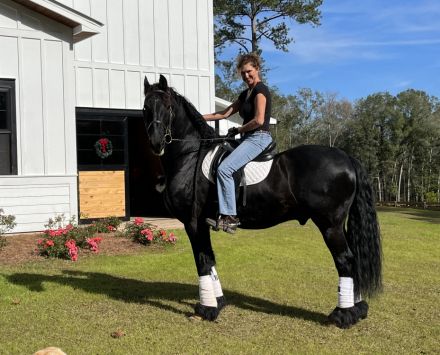 HorseID: 2312761 Baint - PhotoID: 1097961