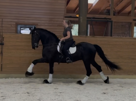 HorseID: 2312761 Baint - PhotoID: 1097962