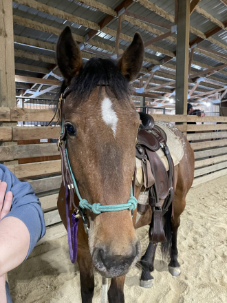 HorseID: 2312763 Patsy Cline - PhotoID: 1097964
