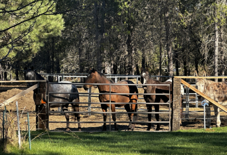 HorseID: 2312763 Patsy Cline - PhotoID: 1097965