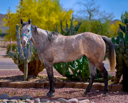 HorseID: 2312766 Blue Suede - PhotoID: 1097967