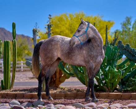 HorseID: 2312766 Blue Suede - PhotoID: 1097968