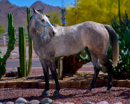 HorseID: 2312766 Blue Suede - PhotoID: 1097969