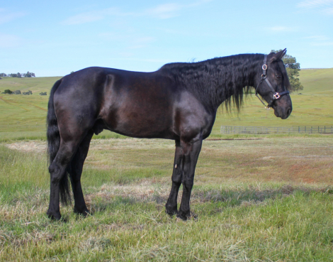 HorseID: 2312768 KELSO SILVER COLLINS - PhotoID: 1097974