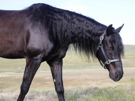 HorseID: 2312768 KELSO SILVER COLLINS - PhotoID: 1097975