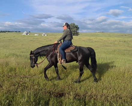 HorseID: 2312768 KELSO SILVER COLLINS - PhotoID: 1097976