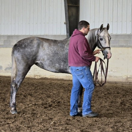 HorseID: 2312769 Dixie By Aspen - PhotoID: 1097978